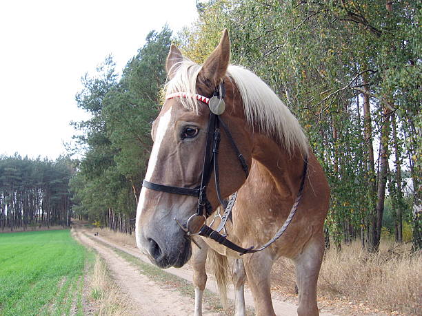horse ready to go stock photo