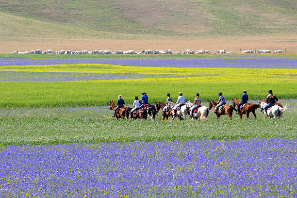 Horse riders riding on Flower field - Landscape stock photo
