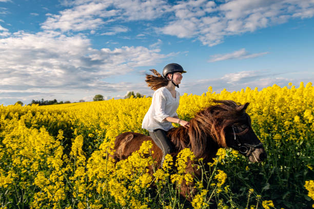 Horse Riding in a Canola field. Thirteen year old girl riding her Icelandic horse through a bright yellow field of canola on a late summer evening on the island of Møn in Denmark. Colour, horizontal with lots of copy space. She is wearing a white cotton blouse, dark coloured riding trousers and a riding helmet. allergy medicine stock pictures, royalty-free photos & images