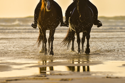 Beautiful horse galloping along the beach in the sea. Waves splashing. Vintage mood