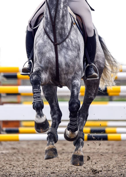 häst löpning under en hoppning tävling - hinder häst bildbanksfoton och bilder