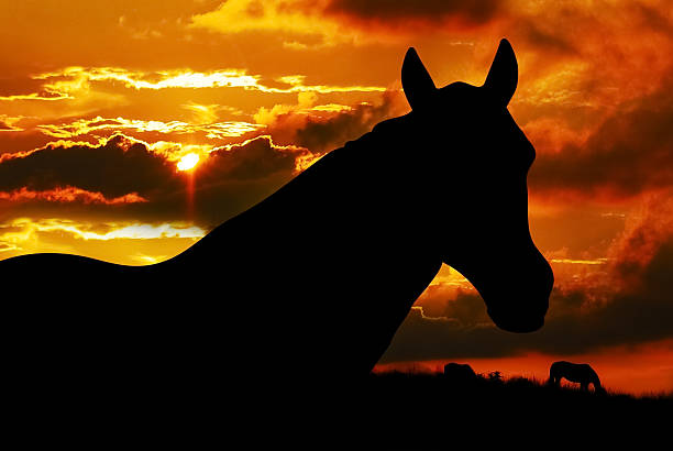 Horse silhouette at sunset stock photo