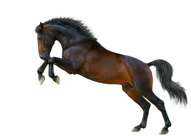een paard staat op de achterpoten. - jumping stockfoto's en -beelden