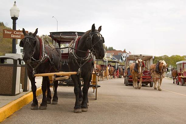 Horse Traffic stock photo