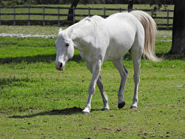 Horse (Equus ferus caballus) - walking in the pasture stock photo