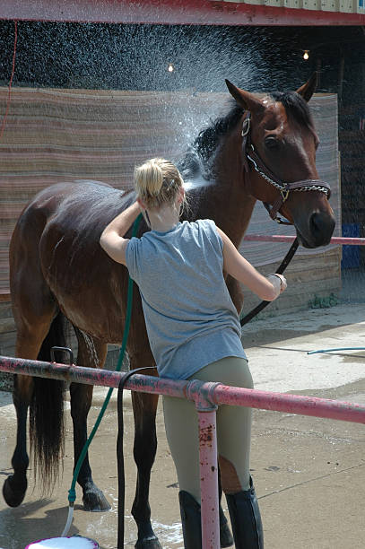 Horse Wash stock photo