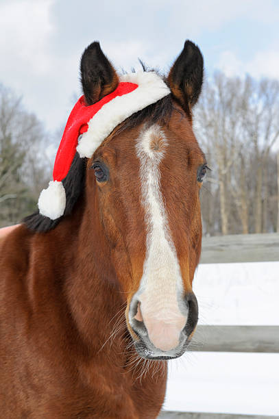 Horse Wearing Santa Hat Outdoors in Snow, Christmas Holiday stock photo
