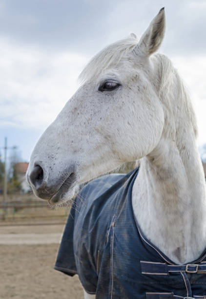 Horse with a blanket White horse with a blanket taken in Luebars, suburb of Berlin, Germany pferd stock pictures, royalty-free photos & images