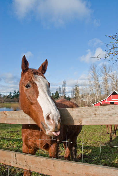 Horse With Tongue Sticking Out This horse was photographed in a farm pasture in Edgewood, Washington State, USA. jeff goulden domestic animal stock pictures, royalty-free photos & images