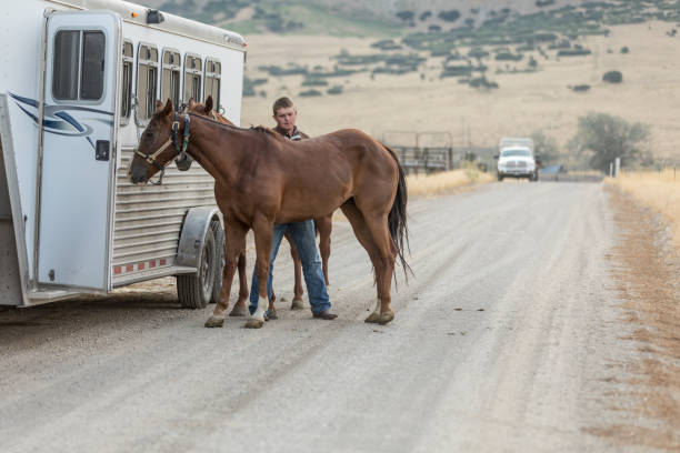ridning rider borstar häst på väg - smiling earth horse bildbanksfoton och bilder