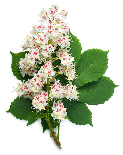 Horse-chestnut flowers and leaf "Horse-chestnut (Aesculus hippocastanum, Conker tree) flowers and leaf on a white background" horse chestnut seed stock pictures, royalty-free photos & images