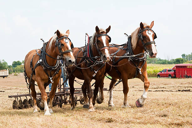 horse-drawn farming demonstrations - horse working bildbanksfoton och bilder