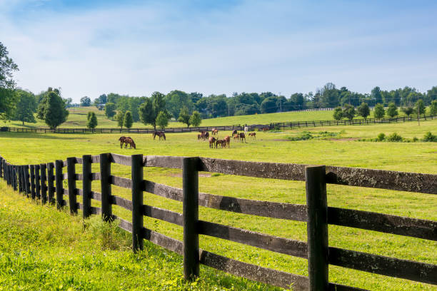 Photo of Horses at horse farm. Country landscape.