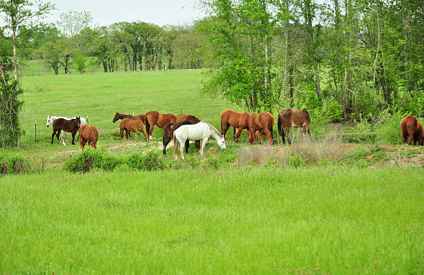 herd of horses getting a drink from the pond and grazing on green...