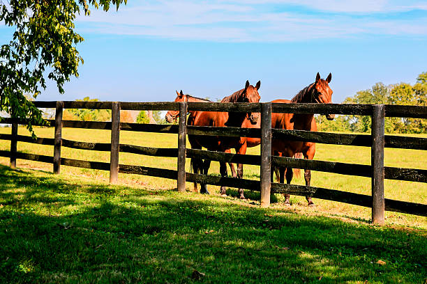 Horses behind fence at a stud farm near Lexington KY stock photo