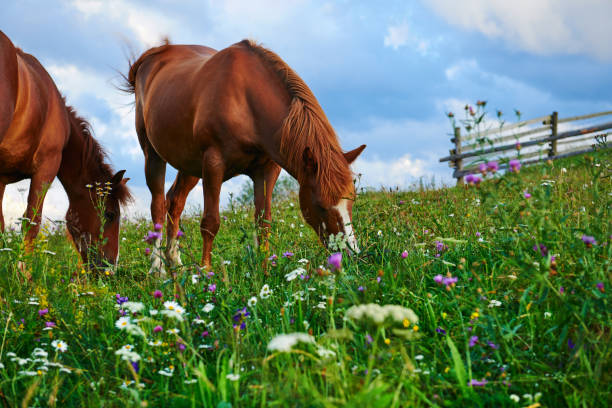Horses graze in a meadow in the mountains, sunset in carpathian mountains - beautiful summer landscape, bright cloudy sky and sunlight, wildflowers stock photo