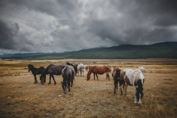 Horses graze near base of Altay Region mountain landscape Horses graze near base of Altay Region mountain landscape altai mountains stock pictures, royalty-free photos & images