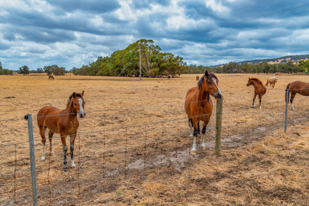 Horses grazing in the meadow at country WA Perth stock photo