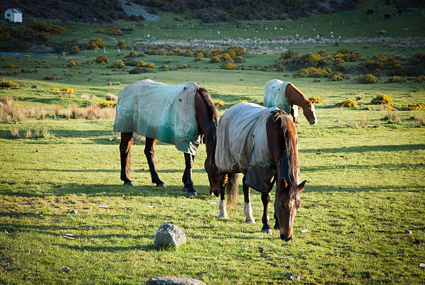 Horses Grazing stock photo
