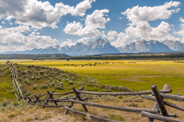 Horses grazing sunny pastures in foothills of Grand Tetons, Wyoming stock photo