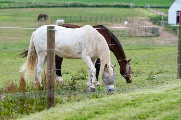 horses grazing with fly masks Two horses wearing fly face masks grazing behind an electric high tensile wire fence with other horses out of focus in the background. horse mask photos stock pictures, royalty-free photos & images