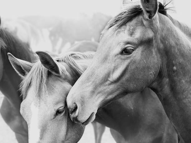 Horses in close up stock photo