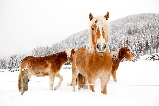 Horses in white winter landscape stock photo