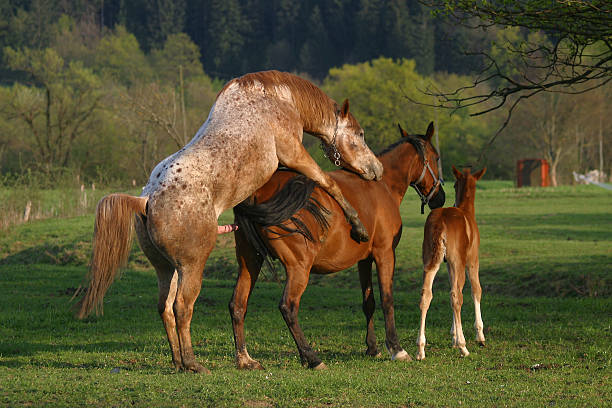 лошади спаривания - Сток картинки 