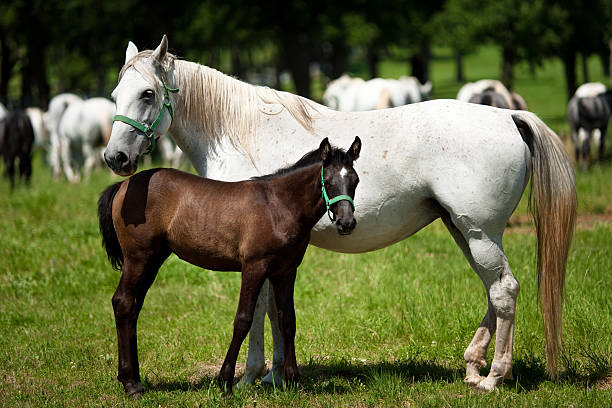 Horses: Mother and Child stock photo