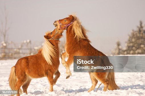 istock horses playing in the snow 162317320