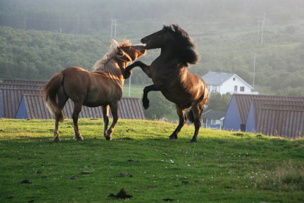 Horses playing with each other in a meadow stock photo