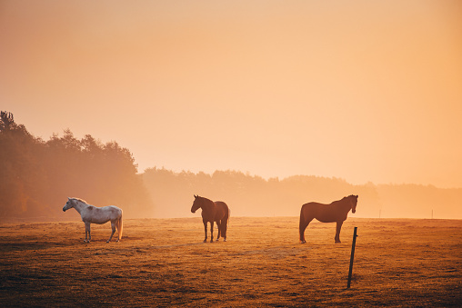 Horses together in orange autumn morning mist