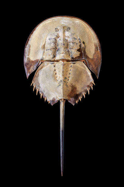 Horseshoe crab on black background isolated close up top view, marine arthropod with domed horseshoe-shaped shell and long tail-spine, ancient sea animal, lat. Xiphosura, Limulus polyphemus stock photo