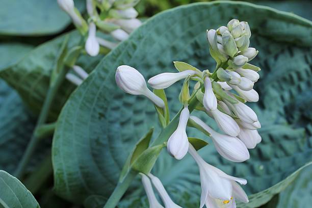 Hosta Big daddy plant with floweres, selective focus stock photo