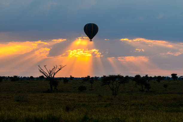 Hot air balloon over the plains of the Serengeti National Park at sunrise, Tanzania Hot air balloon over the plains of Serengeti National Park at sunrise, Tanzania tanzania photos stock pictures, royalty-free photos & images