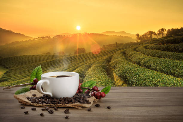 Hot coffee cup with fresh organic red coffee beans and coffee roasts on the wooden table and the black background with copyspace for your text. Hot coffee cup with fresh organic red coffee beans and coffee roasts on the wooden table and the plantation background with copy space for your text. plantation stock pictures, royalty-free photos & images