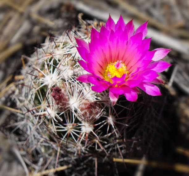 Hot Pink Barrel Cactus Flower stock photo