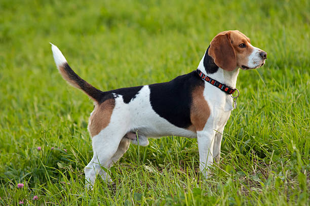 Hound dog beagle on meadow stock photo