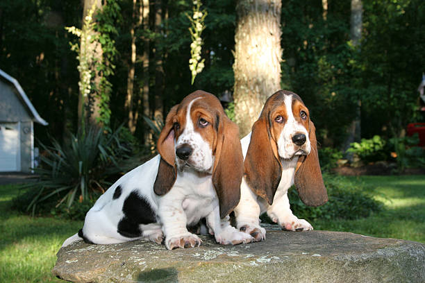 Hound Dogs Basset hound pups ten weeks old. basset hound stock pictures, royalty-free photos & images