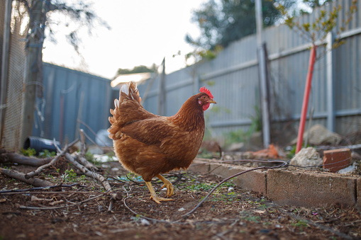 house chickens roaming in the backyard in Adelaide, South Australia