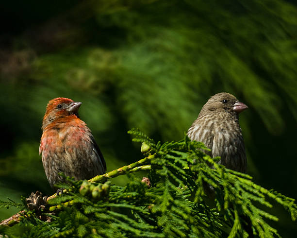 House Finch Pair in Cedar Tree The House Finch (Haemorhous mexicanus) is a year-round resident of North America and the Hawaiian Islands. Male coloration varies in intensity with availability of the berries and fruits in its diet. As a result, the colors range from pale straw-yellow through bright orange to deep red. Adult females have brown upperparts and streaked underparts. This mating pair was photographed in Edgewood, Washington State, USA. jeff goulden finch stock pictures, royalty-free photos & images