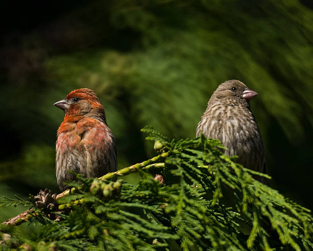 House Finch Pair in Cedar Tree The House Finch (Haemorhous mexicanus) is a year-round resident of North America and the Hawaiian Islands. Male coloration varies in intensity with availability of the berries and fruits in its diet. As a result, the colors range from pale straw-yellow through bright orange to deep red. Adult females have brown upperparts and streaked underparts. This mating pair was photographed in Edgewood, Washington State, USA. jeff goulden puyallup washington stock pictures, royalty-free photos & images