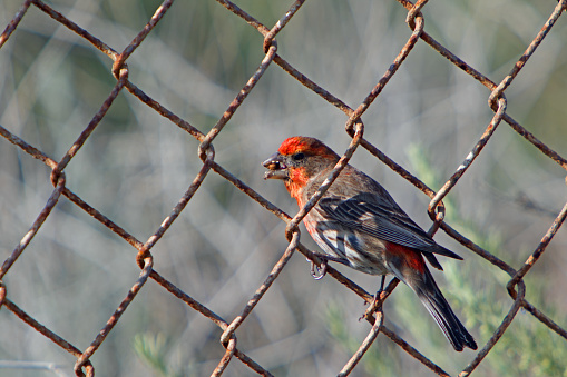 House finch on a chain link fence