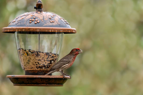 House Finch with seed in beak perched at a backyard bird feeder. stock photo