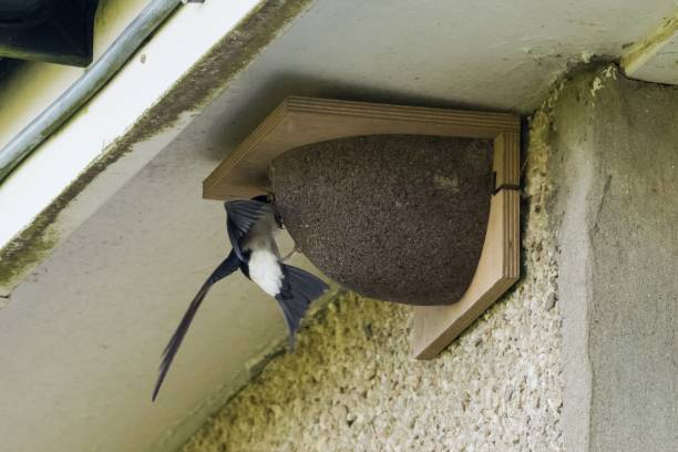 House Martin (Swallow) Bird Feeding (Songbird) stock photo