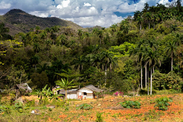 House on the edge of the jungle stock photo