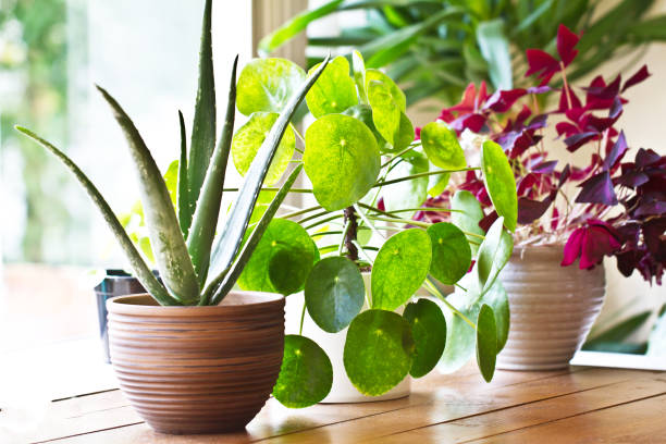House plant display beside window. Indoor plants display Various lushy house plants  in morning light houseplant stock pictures, royalty-free photos & images