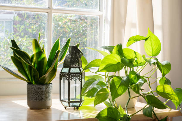 House plants in the window inside a beautiful new home or flat stock photo