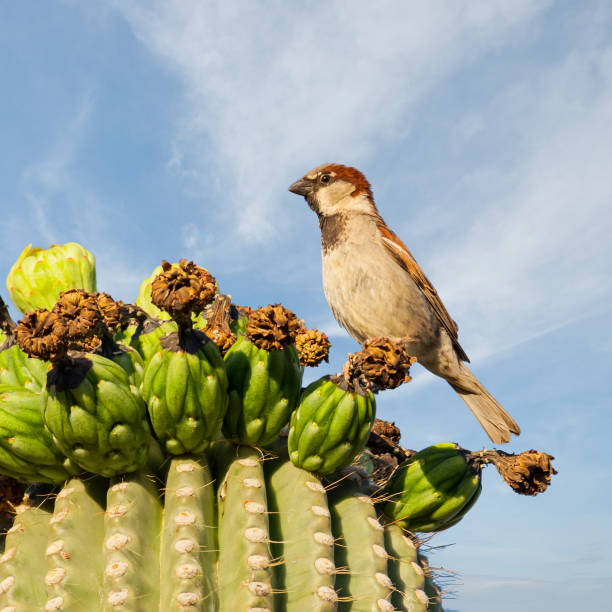 House Sparrow Perched on a Saguaro Cactus The House Sparrow (Passer domesticus) is a common bird, found in most parts of the world.  Females and young birds are colored pale brown and grey, and males have bright black, white, and brown markings.  The house sparrow is native to most of Europe, the Mediterranean region, and much of Asia. It has been introduced to many parts of the world, including Australia, Africa, and the Americas, making it the most widely distributed wild bird.  This male was photographed while perched on a saguaro cactus in Phoenix, Arizona, USA. jeff goulden sparrow stock pictures, royalty-free photos & images