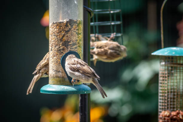 bird feeders